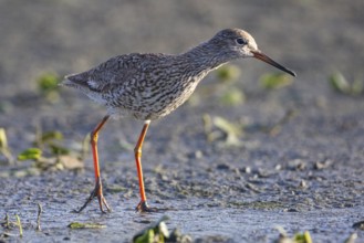 Spotted Redshank (Tringa erythropus) Hungary