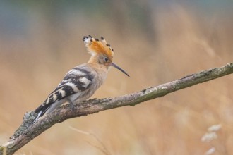 Hoopoe (Upupa epopa) Hungary