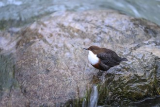 A dipper (Cinclus cinclus) sits relaxed on a rock at the edge of a river, surrounded by calm water,