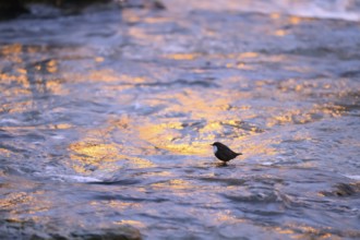 A dipper (Cinclus cinclus) stands on a rock in the water at dusk, surrounded by the orange light of