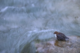 A dipper (Cinclus cinclus) sitting on the edge of a smooth rock in a river, East Westphalia, North