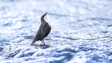 A dipper (Cinclus cinclus) stands singing in the flowing water and looks upwards, surrounded by
