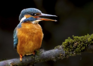A female kingfisher (Alcedo atthis) sitting on a mossy branch, Langenberg, North Rhine-Westphalia,