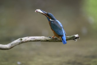 A kingfisher (Alcedo atthis) sitting on a branch above the water with a caught fish in its beak,