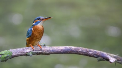 A kingfisher (Alcedo atthis) sits attentively on a branch with a greenish background, Melle, Lower