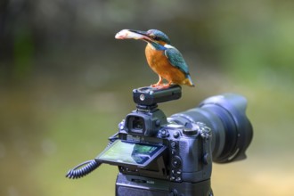 A kingfisher (Alcedo atthis) with a fish in its beak sitting on an outdoor camera, Langenberg,