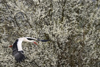 A white stork (Ciconia ciconia) flies in front of a background of flowering white shrubs, Dümmer