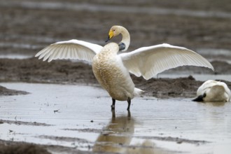 A whooper swan (Cygnus cygnus) marked with a neck ring stretches its wings in a natural environment