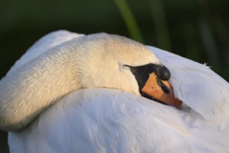 A Mute Swan (Cygnus olor) cuddles its face into its white feathers, soft light and calm expression,