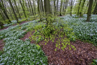 Wild garlic blossom (Allium ursinum) on the forest floor in a beech forest (Fagus sylvatica) in the