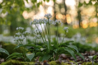 Wild garlic blossom (Allium ursinum) on the forest floor in a beech forest (Fagus sylvatica) in the