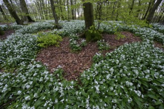 Wild garlic blossom (Allium ursinum) on the forest floor in a beech forest (Fagus sylvatica) in the