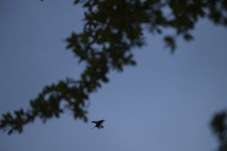 Close-up of a flying stag beetle (Lucanus cervus) with recognisable wings in front of a blue sky,