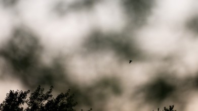 Silhouette of woodcock (Scolopax rusticola) in flight against a cloudy sky at dusk Courtship flight