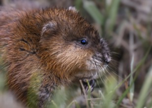 A muskrat (Ondatra zibethicus) in portrait looks attentively at its surroundings, surrounded by