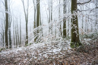 Snow-covered beech forest (Fagus sylvatica) on the Hermannsweg, Terra Vita nature park Park, Dissen