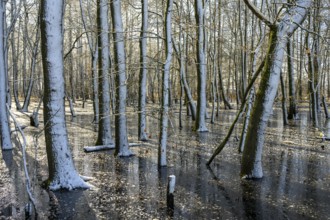 Snow-covered forest alder forest (Alnus glutinosa) with frozen water and trees, sunlight reflected