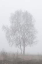 Birches (Betula pendula) in the fog in the moor, Emsland, Lower Saxony, Germany