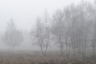 Birches (Betula pendula) in the fog in the moor, Emsland, Lower Saxony, Germany