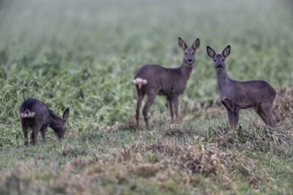 Roe deer (Capreolus capreolus), Emsland, Lower Saxony, Germany