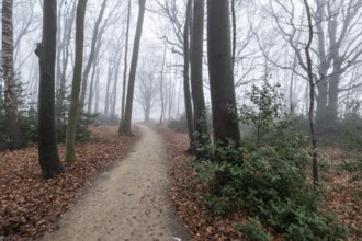 Beech forest (Fagus sylvatica) in the fog, Emsland, Lower Saxony, Germany