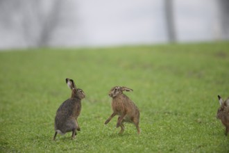 Two playing brown hares (Lepus europaeus) standing on a green meadow. Hare mating season, Dümmer