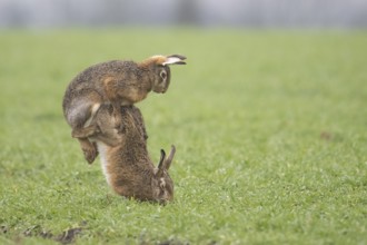 Two brown hares hares (Lepus europaeus) in a meadow in a mating ritual on green grass copula hare