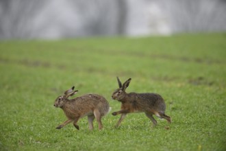 Two brown hares (Lepus europaeus) run across a green meadow. A male hare drives a female hare. The