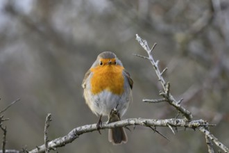 A robin (Erithacus rubecula) sitting on a bare thorn branch in a winter bush, Zuid Duinen,