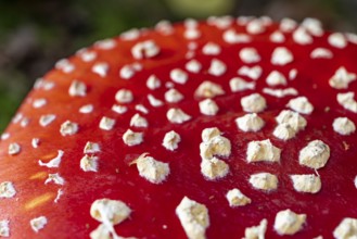 Close-up or macro photograph of the red, white speckled cap of a fly agaric (Amanita muscaria),