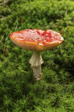 Close-up of a fly agaric (Amanita muscaria) with a red, white speckled cap on the mossy ground of a