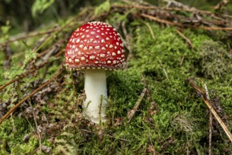 Close-up of a fly agaric (Amanita muscaria) with a red, white speckled cap on the mossy ground of a
