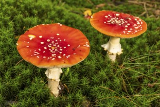 Close-up of two fly agarics (Amanita muscaria) with red, white speckled cap on the mossy ground of