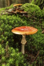 A single fly agaric (Amanita muscaria) with a red, white speckled cap on the mossy ground of a