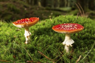 Two fly agarics (Amanita muscaria) with red, white speckled umbrella on the mossy ground of a