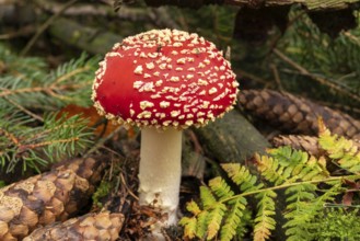 Close-up of a fly agaric (Amanita muscaria) with a red, white speckled cap between fir branches,