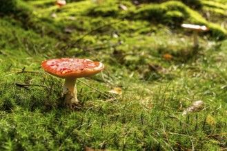 A single fly agaric (Amanita muscaria) with a red, white speckled cap on the mossy ground of a