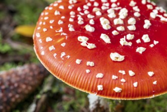 Close-up of the red, white speckled cap of a fly agaric (Amanita muscaria) on the moss-covered
