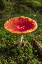 Close-up of a fly agaric (Amanita muscaria) with a red umbrella on the mossy ground of a forest,