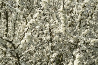 Full-format image of the branches and twigs of flowering blackthorn or blackthorn (Prunus spinosa)