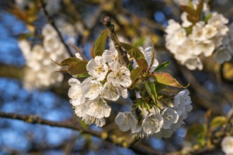 Close-up of the branches of a cherry tree (Prunus avium) with white blossoms during fruit tree