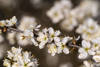 Close-up of the branches of flowering blackthorn or blackthorn (Prunus spinosa) in sunlight,