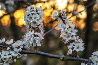 Close-up of the branches of flowering blackthorn or blackthorn (Prunus spinosa), backlight shot