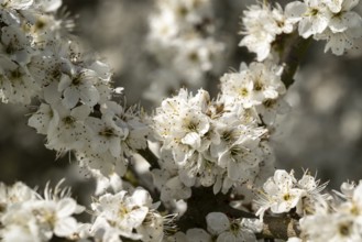 Close-up of branches of flowering blackthorn or blackthorn (Prunus spinosa) with white flowers