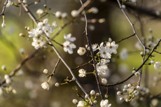 Filigree branches of a blackthorn (Prunus spinosa) with white flowers against the light, Germany