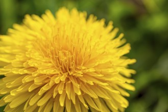 Close-up of the bright yellow flower of a common dandelion (Taraxacum sect. Ruderalia in front of