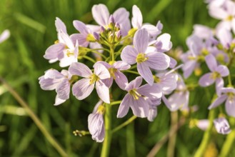 Pink-coloured inflorescences of meadow foamwort (Cardamine pratensis) in front of blurred green
