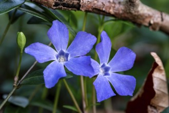 Close-up of Lesser periwinkle (Vinca minor) with blue-violet flowers in spring, Germany