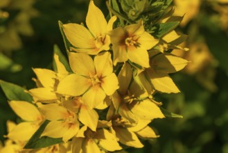 Yellow inflorescence of spotted loosestrife (Lysimachia punctata), Germany