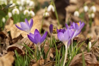 Close-up of the purple flowers of the spring crocus (Crocus vernus) between dry leaves, in the
